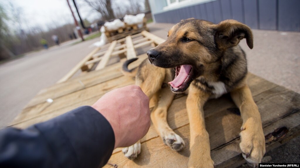 Чорнобильські собаки тримаються біля ліквідаторів і туристів