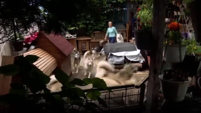 Gruaja nga Prishtina mban 17 qen