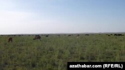 The Afghan Turkmen are now able to bring their cattle to a large island in the Amu Darya River to graze.