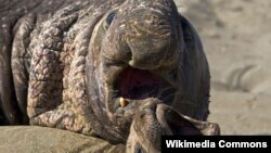 Elephant seals, which spend more than three-quarters of their lives at sea, are thought to be the deepest-diving pinnipeds in the ocean.