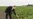 Azerbaijan -- President Ilham Aliyev views cotton plantation in Sabirabad - 17Sep2016