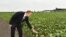 Azerbaijan -- President Ilham Aliyev views cotton plantation in Sabirabad - 17Sep2016