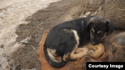 Бездомная собака в Сергиевом Посаде 