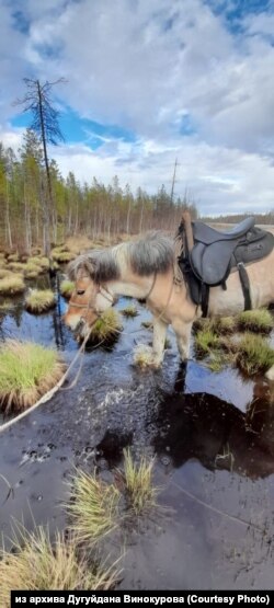 Участник похода Якутия – Германия 9-летний конь Аян