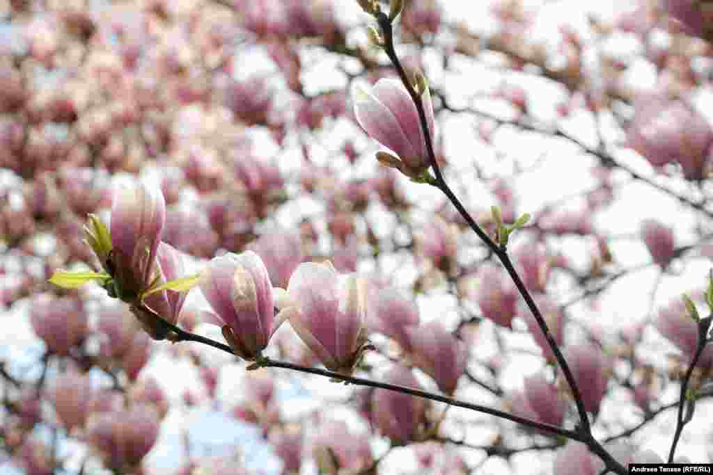 Primăvara ne-a adus speranță, bucurie și a devenit terenul pentru inițiative inedite, precum crearea unei hărți a magnoliilor din București.