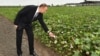 Azerbaijan -- President Ilham Aliyev views cotton plantation in Sabirabad - 17Sep2016