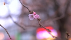 На Закарпатті серед зими розквітла сакура (відео)