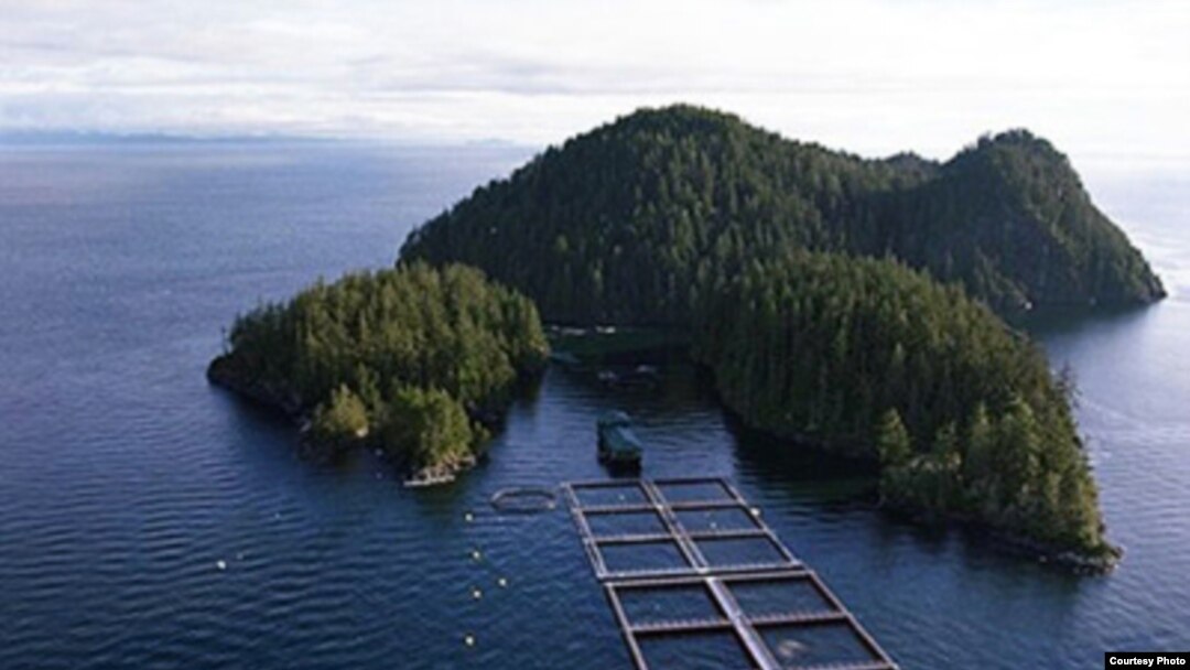 Ферма по разведению лосося в Атлантике. Courtesy of the BC Salmon Farmers Association