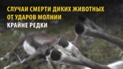 Загадочная смерть 323 оленей в Норвегии: кто в этом виноват?