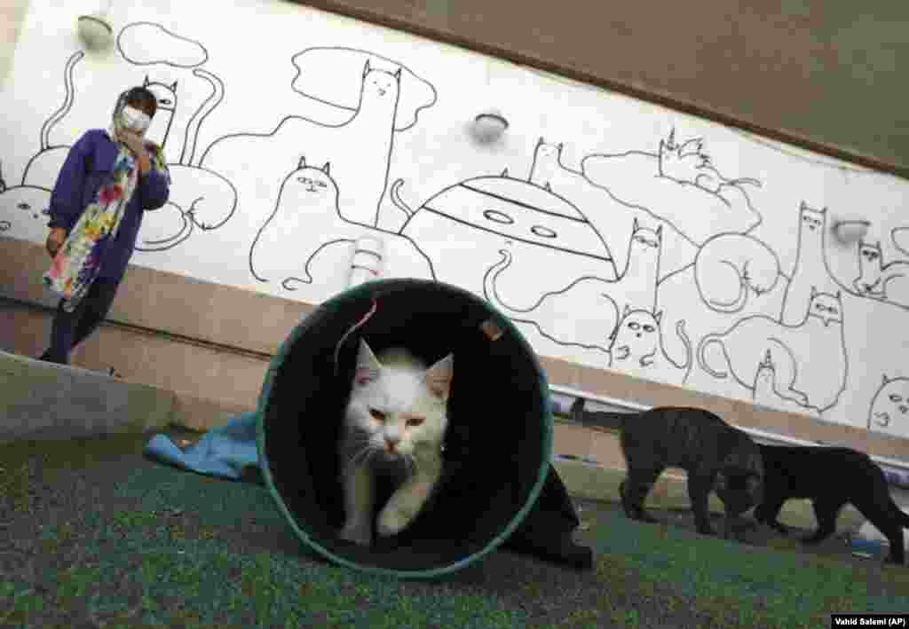 Cats play on the rooftop of Iran&#39;s Persian Cat Museum in Tehran.&nbsp;