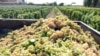 Armenia - Grapes harvested at a vineyard in the Ararat Valley, 9Sep2013.