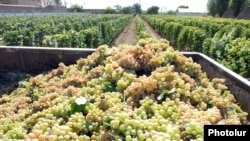 Armenia - Grapes harvested at a vineyard in the Ararat Valley, 9Sep2013.