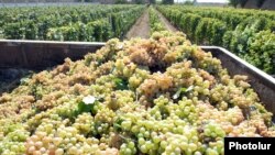 Խաղողի բերքահավաք Հայաստանում, արխիվ