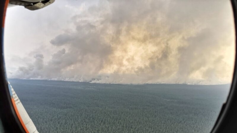 «Погибли тысячи животных и птиц». Последствия лесных пожаров в Сибири