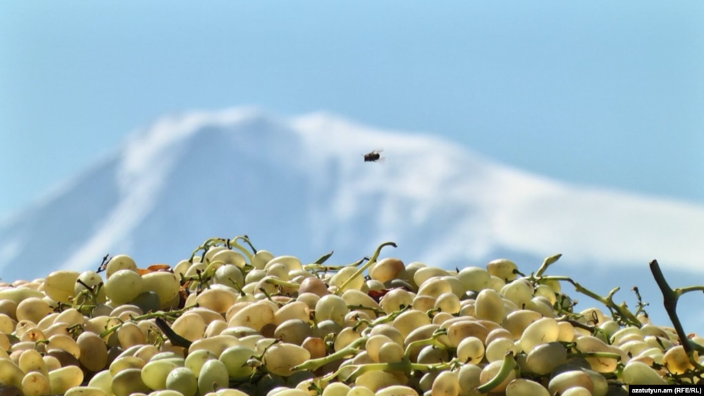 Пчела летает над собранным урожаем винограда в Армении. На заднем плане видна гора Арарат, расположенная на территории Турции.Фото: Армянская служба Радио Свобода.