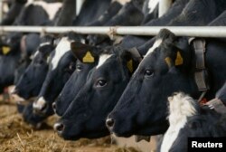 Коровы на белорусской ферме "интенсивного" производства