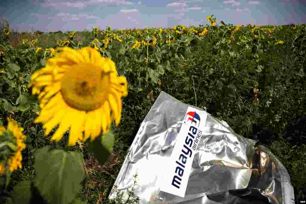 A sunflower blossoms next to the crash site of Malaysia Airlines Flight MH17 near the village of Rozsypne in eastern Ukraine. (epa/Jerry Lampen)