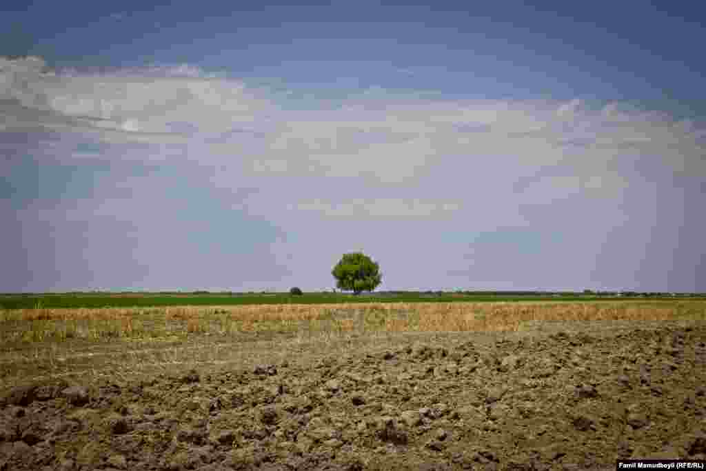 Orta Qərvənd kəndində əkin sahəsi. Kənd minalı sahələrlə burun burunadır. Sakinlər deyir, kənddən hərbi postu 150-200 metr ayırır. Son günlərin gərginliyi, aramsız atışmaları bu kənddən də yan ötməyib.