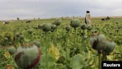 Pamje e një fushe të kultivimit të luleve të drogës në Afganistan
