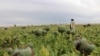 گزارش: کشت کوکنار و قاچاق تریاک در افغانستان افزایش یافته‌است