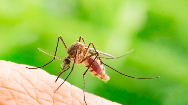  Нашествие комаров в Крыму: что происходит и как с этим бороться?