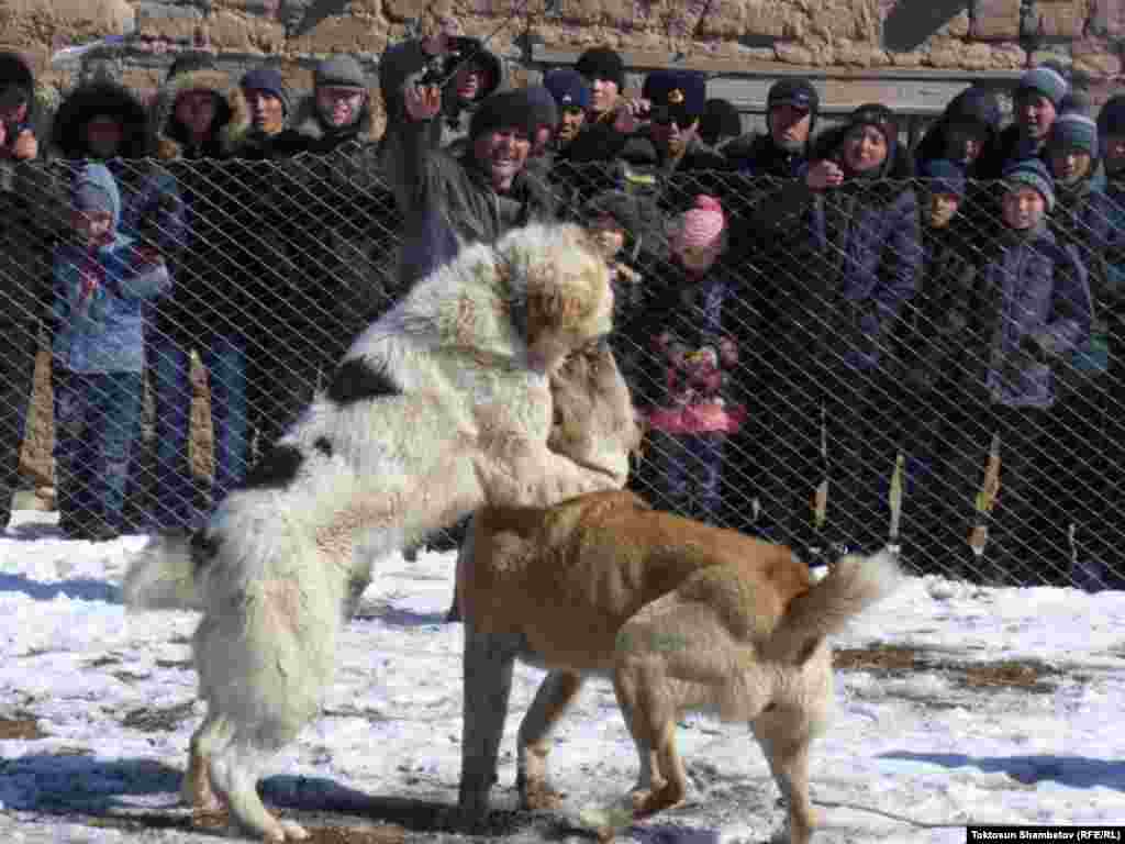 Булкуп жерге көтөрүп урган ыкмага 3 упай берилет. 3 жолу ушундай кылган итке дароо жеңиш ыйгарылат. 