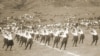 1919 წელი - საქართველოს რესპუბლიკის მთავრობამ საქართველოს დამოუკიდებლობა ერთი წლით ადრე, 26 მაისს გამოაცხადა. მეორე წელს კი პომპეზურად აღნიშნა. ფოტოზე  საზოგადოება „შევარდენის“ წარმოდგენაა ვაკეში. 