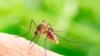 Нашествие комаров в Крыму: что происходит?