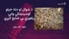  له شمالي وزیرستانه کډه شوي له حکومته د زڼغوزو ټولولو اجازه غواړي