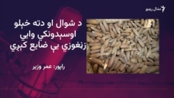  له شمالي وزیرستانه کډه شوي له حکومته د زڼغوزو ټولولو اجازه غواړي