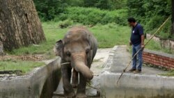 Amir Khalil from Four Paws International prepares to sedate Kaavan, an elephant at the Islamabad zoo, on September 4.