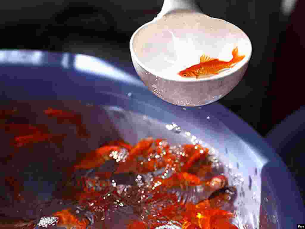 فروش ماهی قرمز در بازار تهران. عکس از فارس