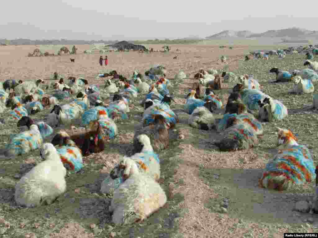 Овцы кочевых племен Кучи в Афганистане. Провинция Урузган, 26 августа. Фото Афганской редакции Азаттыка.