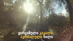 ყირგიზული კაკალი - აკრძალული ხილი