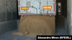 Cereale descărcate dintr-un camion în Portul Constanța, România