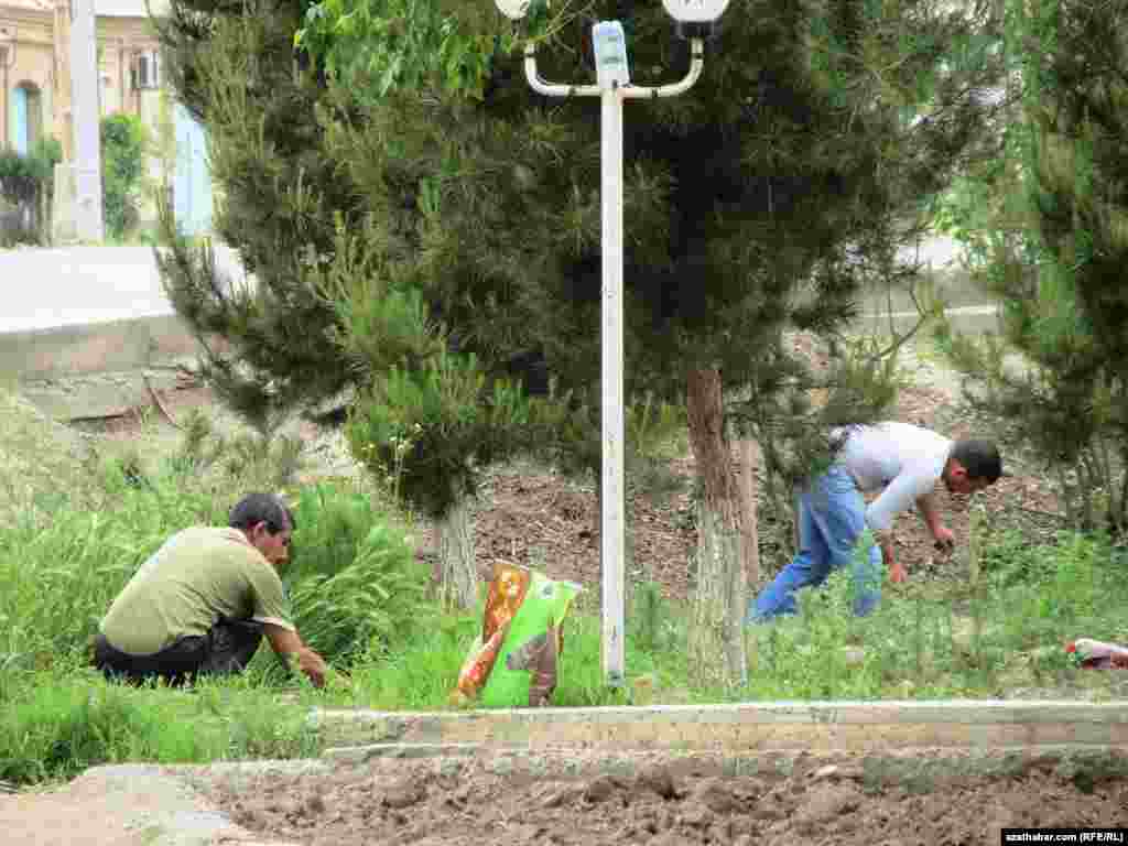 T&uuml;rkmenabat ş&auml;herinde adamlar k&ouml;&ccedil;e &yacute;akasyndaky otlary sogur&yacute;arlar. 