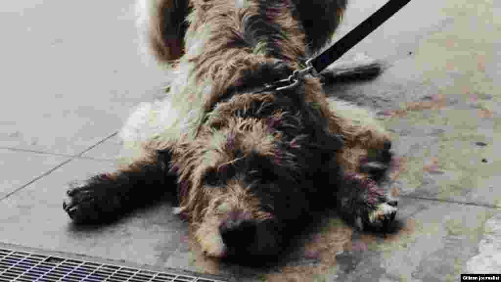 Ма кIордийна-кх суна хIара дахар...