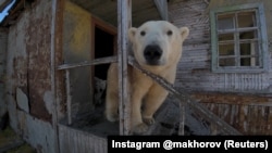 Белый медведь изучает заброшенную научно-исследовательскую станцию на острове Колючин в Чукотском море, 2025