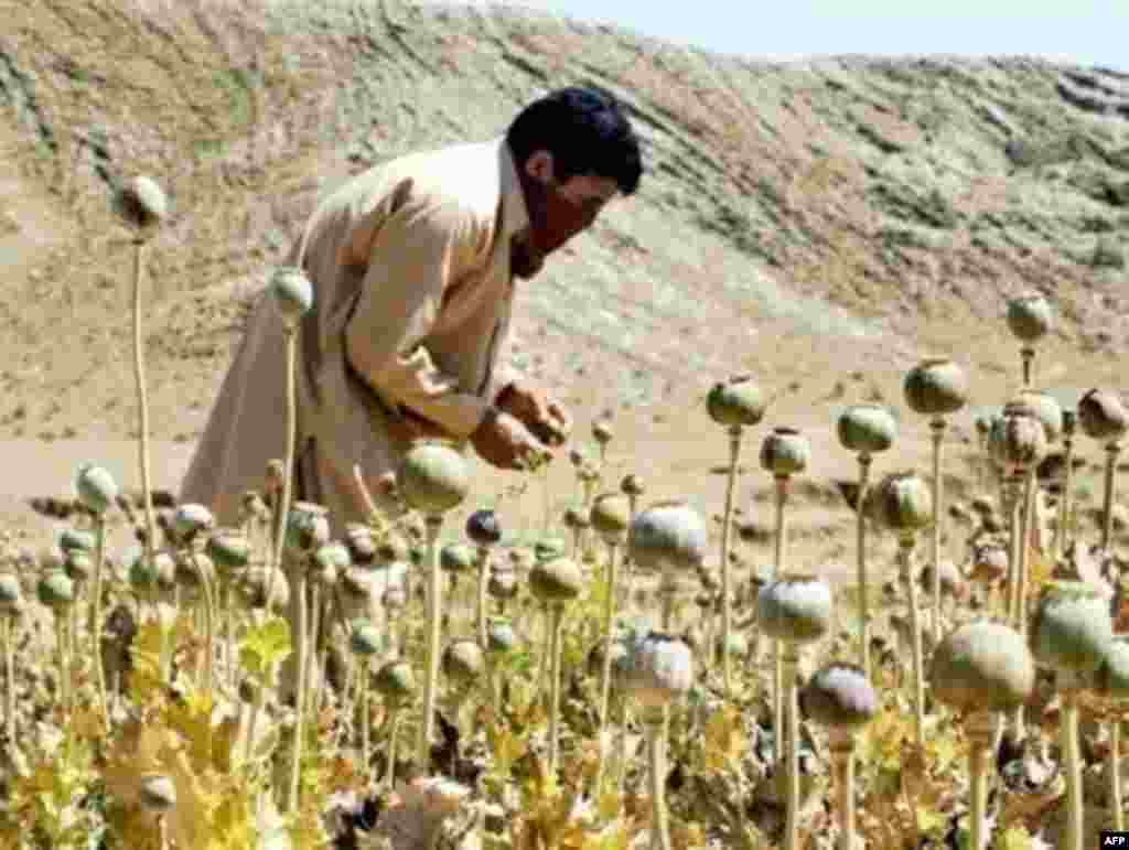 A Pakistani tribesman works among opium poppies in the FATA's Muhmand Agency, near the Afghan border - Afghanistan's fundamentalist Taliban regime was supported politically and militarily by Islamabad, while it enjoyed ideological and ethnic support in Pakistan's Federally Administered Tribal Areas (FATA). Those areas enjoy a high degree of autonomy from central authorities.