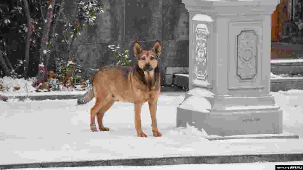 Уличный пес снега не боится