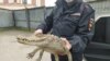Russia - crocodile in the police department
