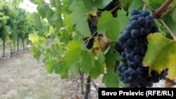 Around a fifth of the wine exported from Montenegro's Plantaze vineyard usually ends up in Russia. (file photo)