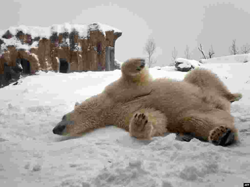 Погода медведов. АЙИКЛАР. Zoo in the Winter in the Snow.