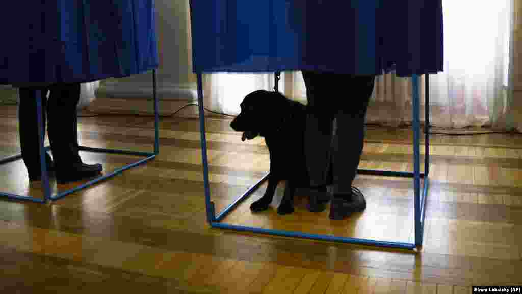 Незадолго до выборов в ЦИК предупредили, что делать селфи в кабинке для голосования или фотографировать бюллетень с голосом запрещено. А вот о том, можно ли приходить на выборы с домашними животными, речи не было