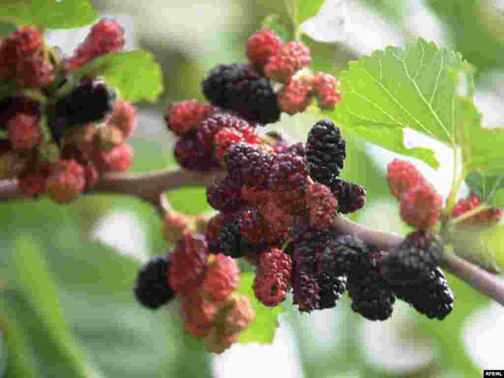 Türkmenistanyň çar tarapyndan #29