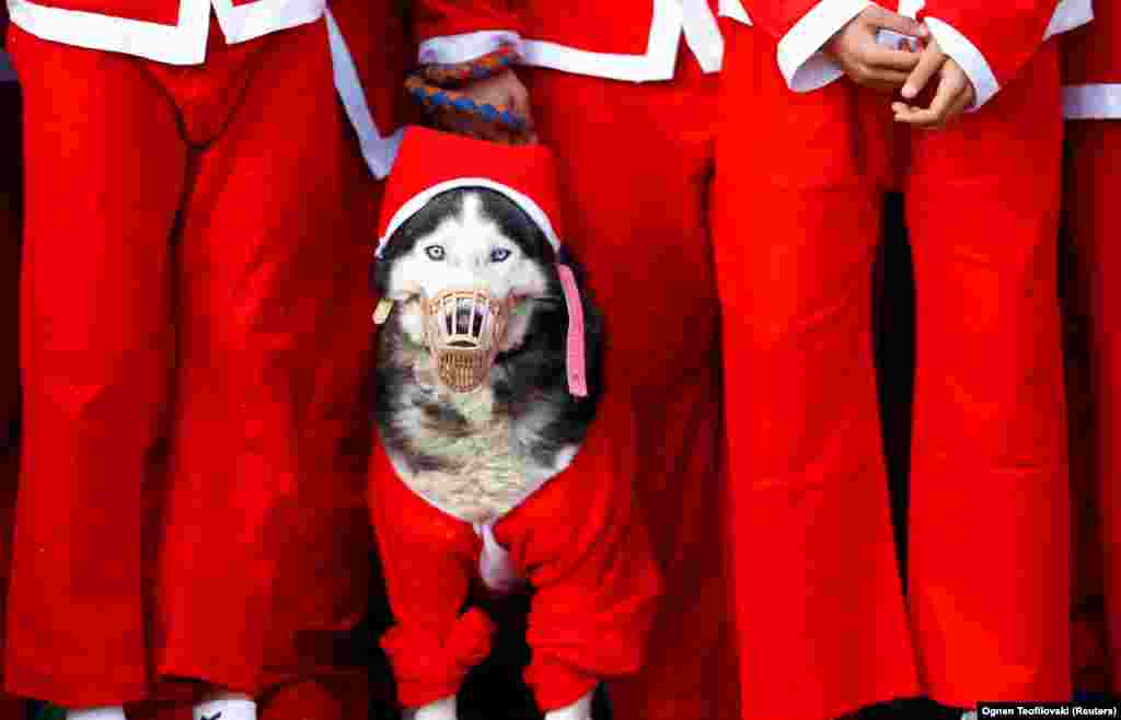 سگی در لباس بابا نوئل؛ مقدونیه.