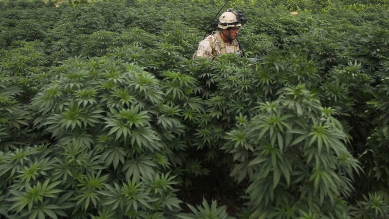 Бразил ja декриминализираше марихуаната за лична употреба