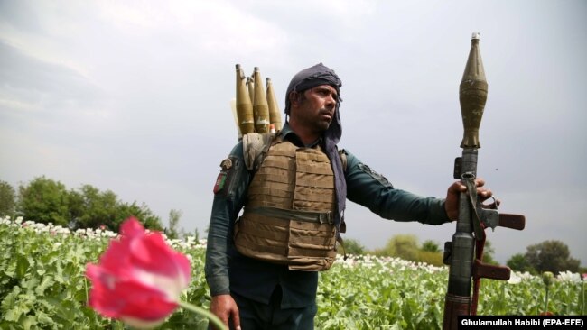 Один из афганских силовиков на маковом поле, 2019 год