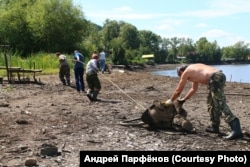 The head and chest of the statue -- seen here being hauled out of the mud -- were largely intact.