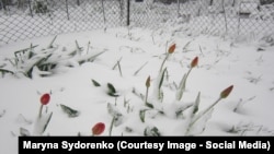 Засніжена клумба у Дніпрі, 19 квітня